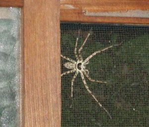 Araña enorme en mi casa de Kyoto