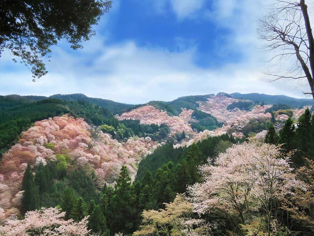 Sakura en el monte Yoshino