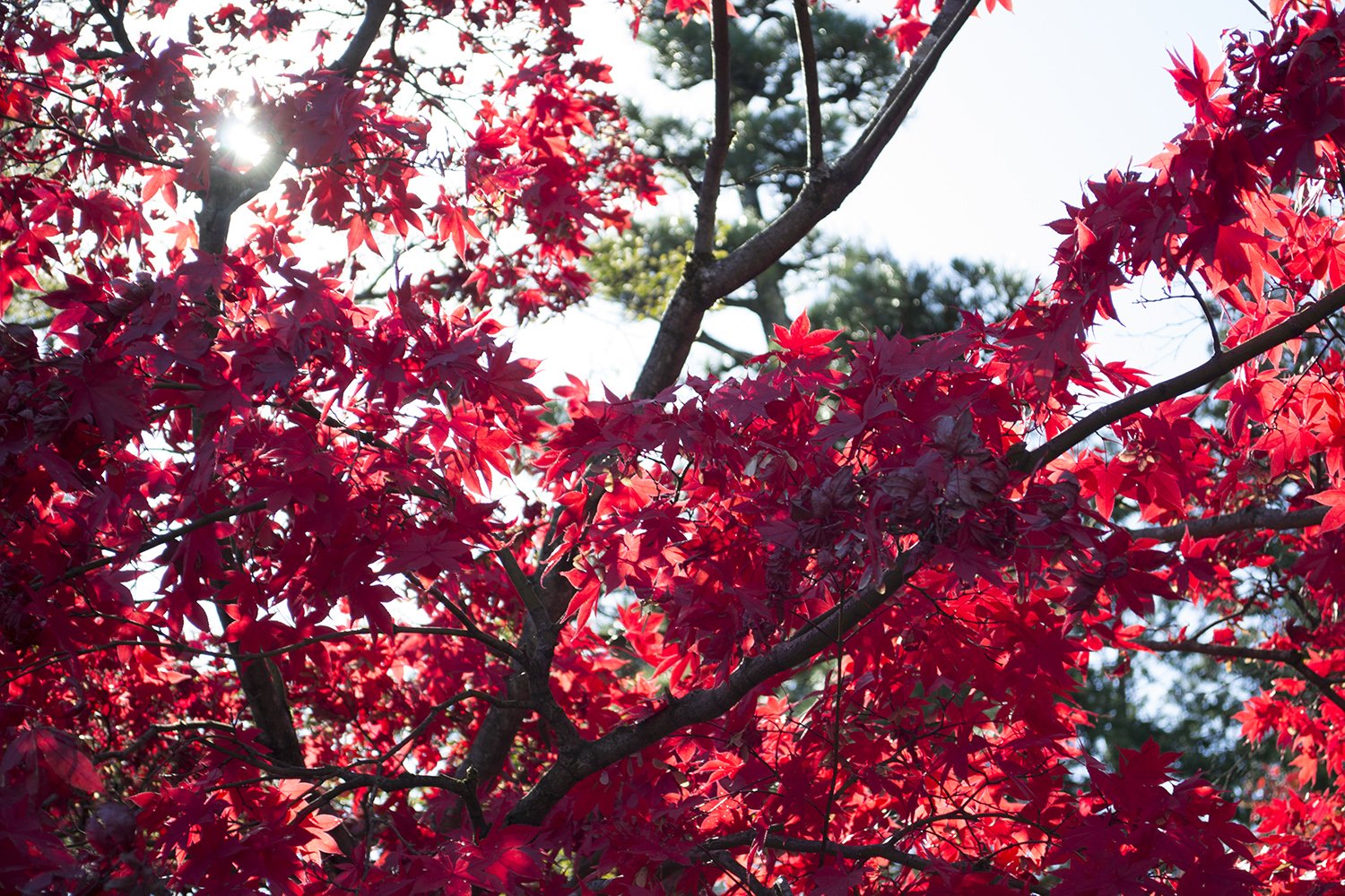Otoño en Nikko-Descubriendo Japón