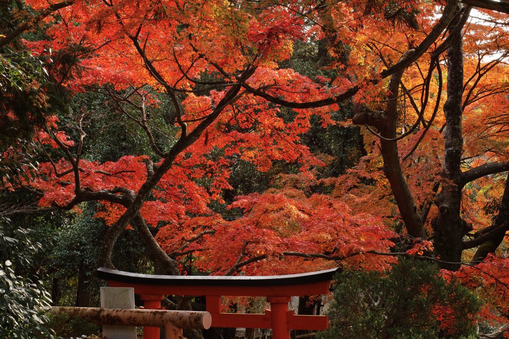 Los mejores sitios para ver el momiji en Japón