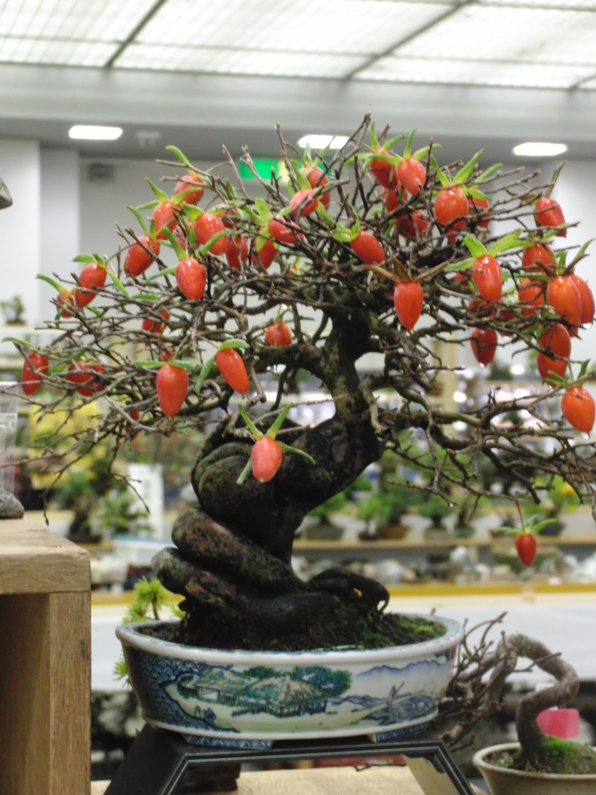 Bonsái frutos naranjas