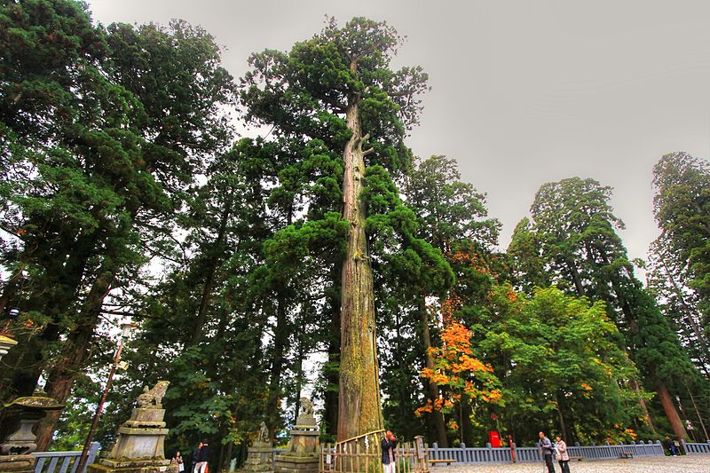 Árboles centenarios en el santuario Togakushi