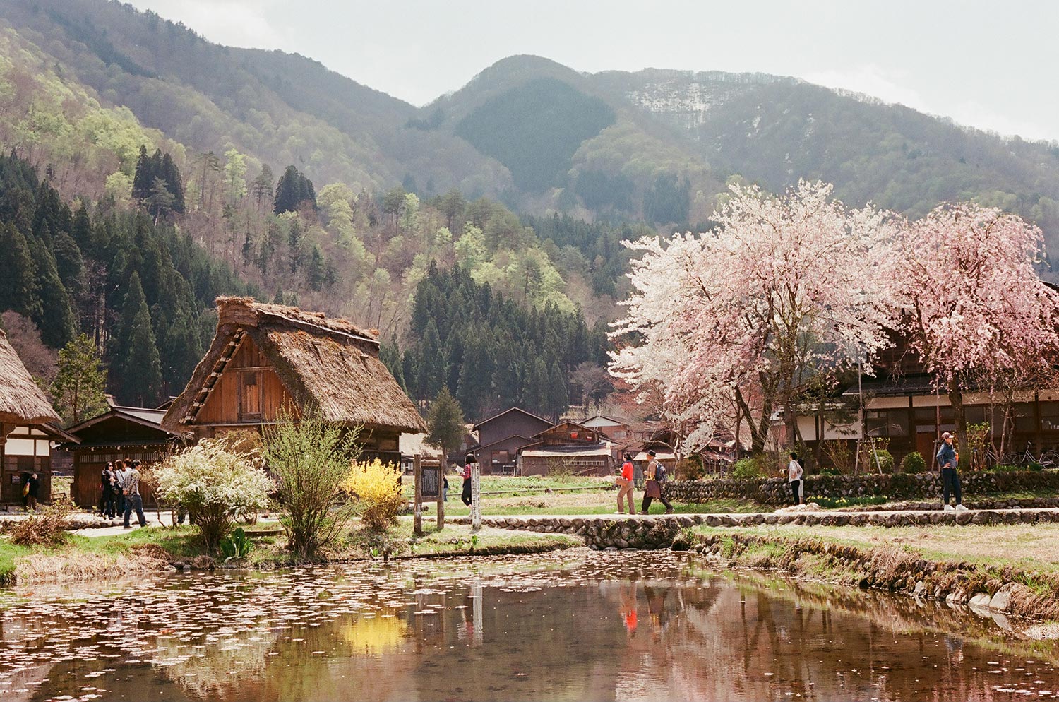 Shirakawago en pleno sakura