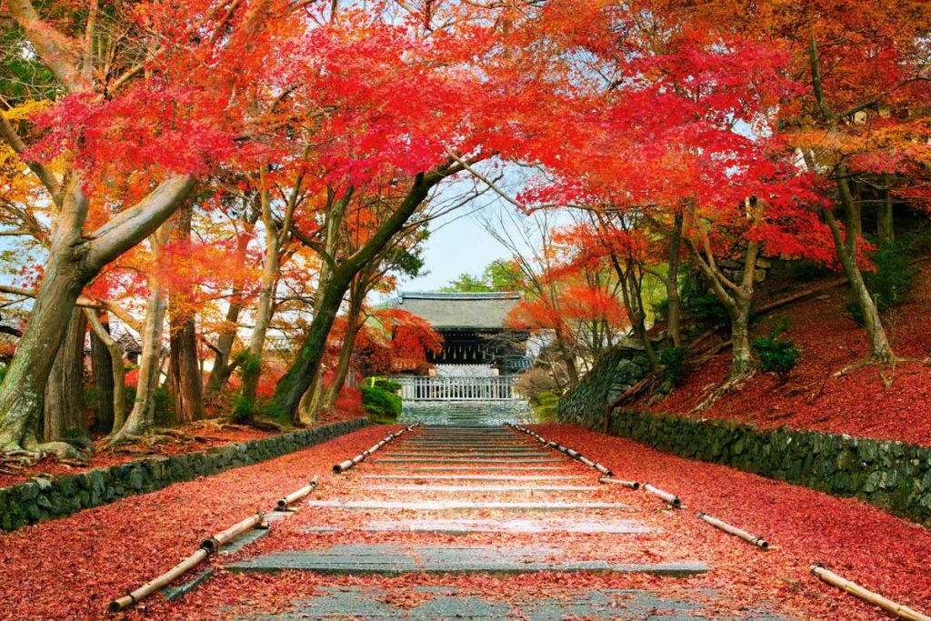 Epoca Momiji en Kyoto