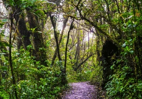 dia 7 monteverde