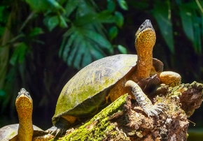 <h3> Día 3 – Parque Nacional de Tortuguero</h3>