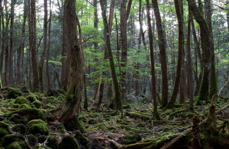 bosque Aokigahara