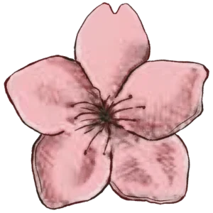 flor de cerezo