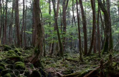bosque de aokigahara