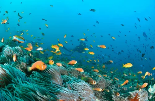 fauna marina maldivas