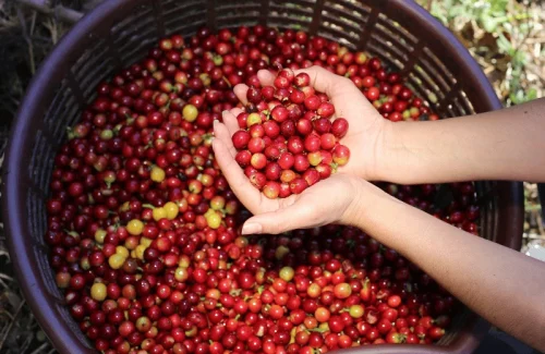 café costa rica